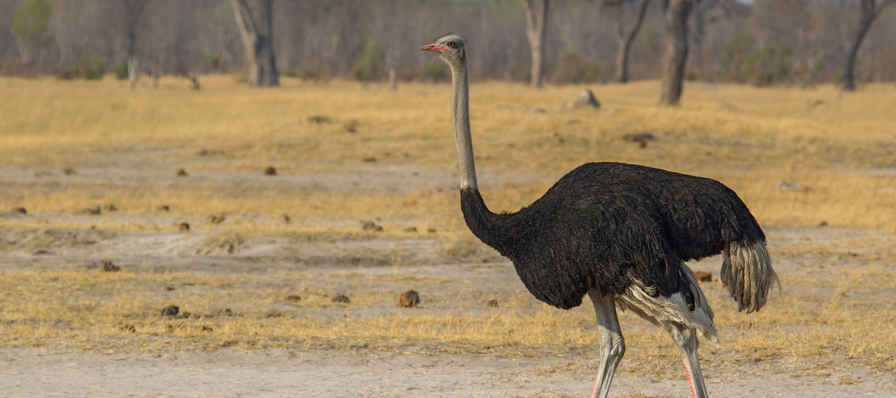 Ein Straussen-Männchen geht einsam durch die trockene Graslandschaft