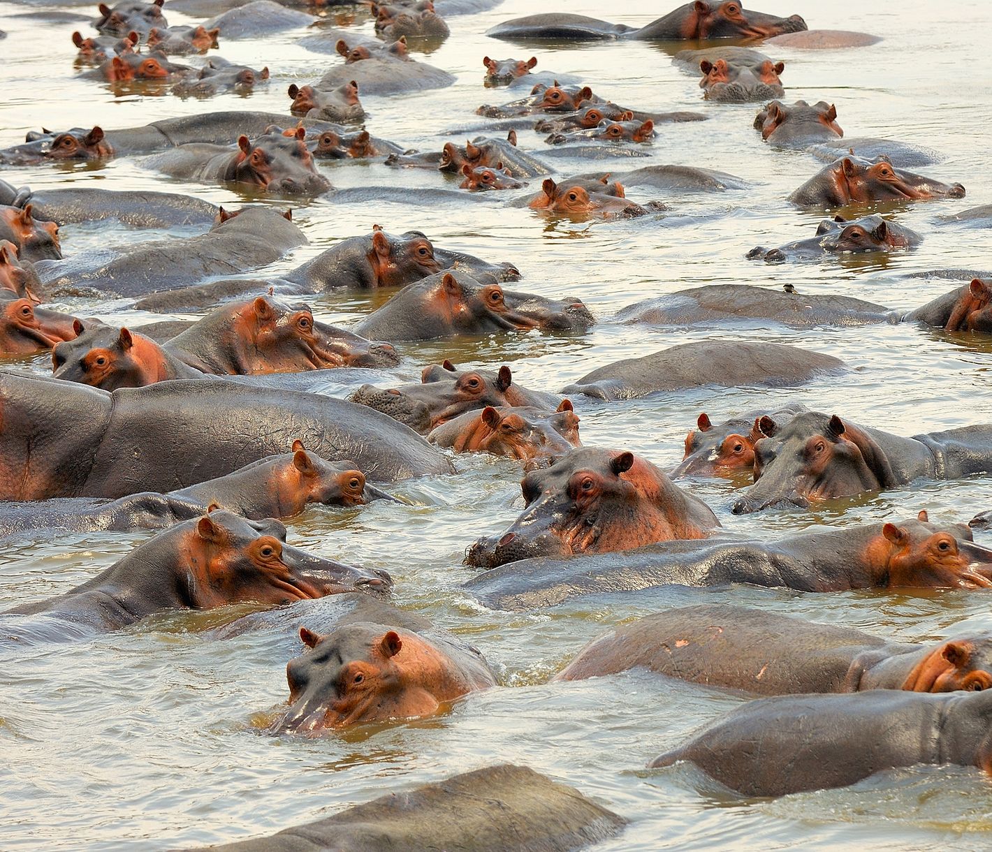 Häufig anzutreffender «Hippo Pool» im South-Luangwa-Nationalpark