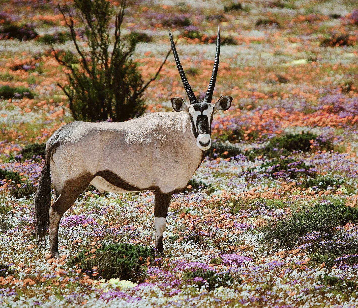 Quand le désert explose de couleurs...
