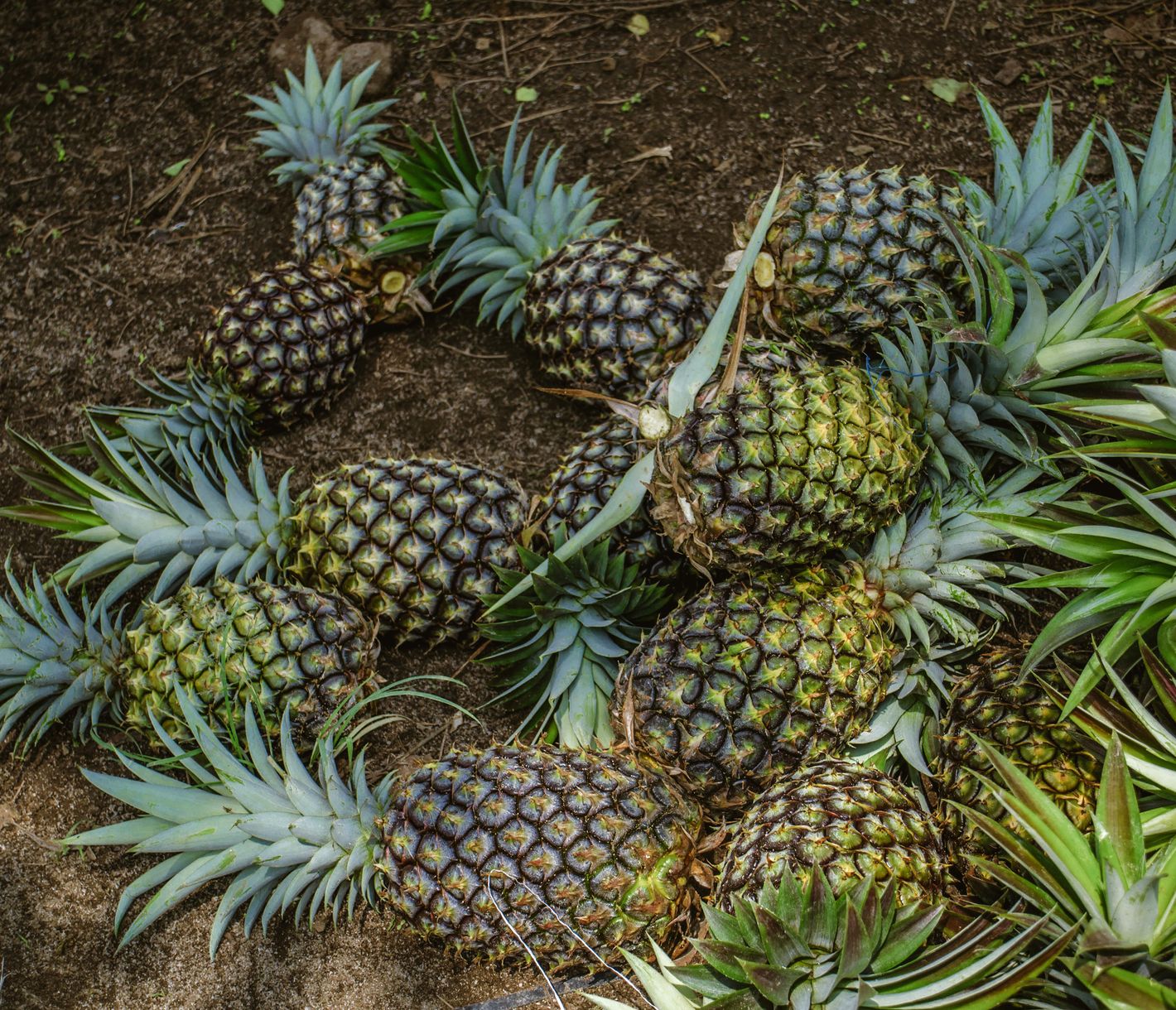 Ananas-Plantagen