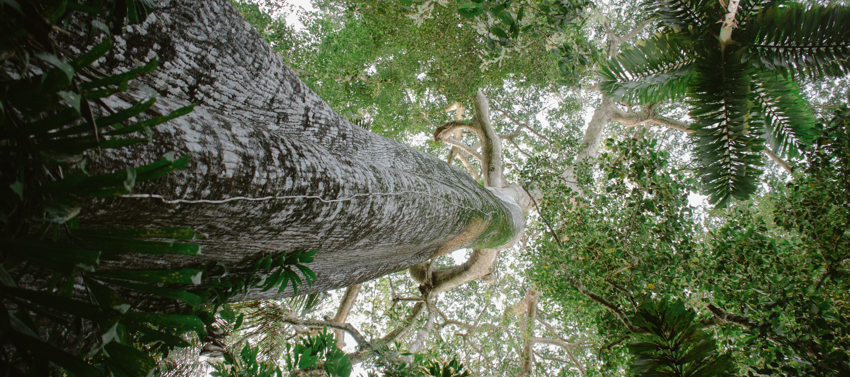 Unterwegs in der dichten Dschungellandschaft.
