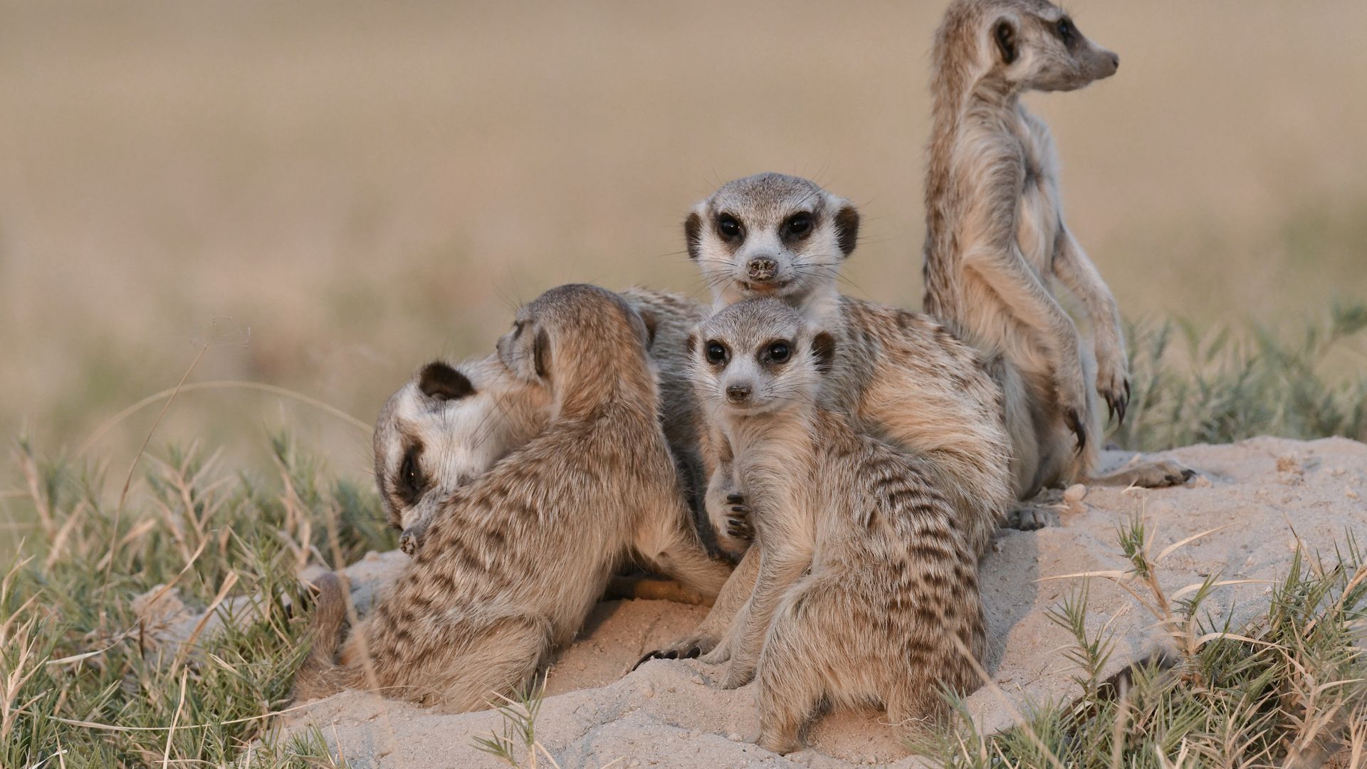 Les marais salants de Makgadikgadi abritent les suricates.