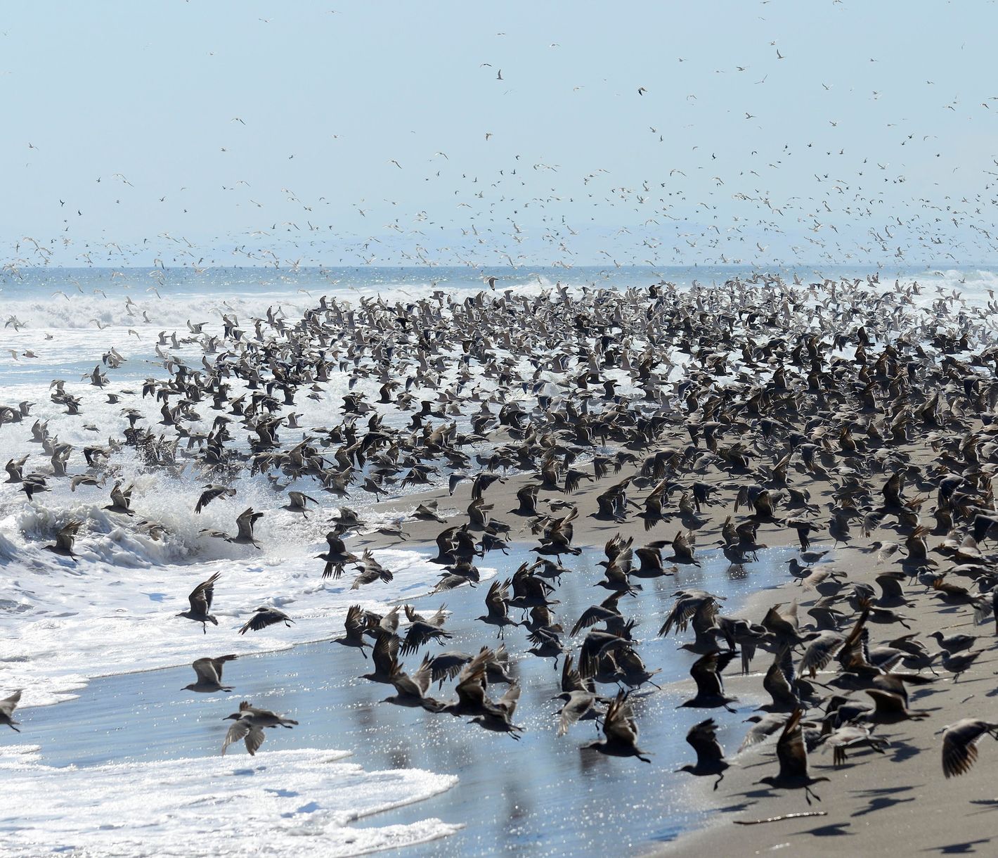 Eindrückliches Schauspiel - Seemöwen am Strand in der Nähe von Arica
