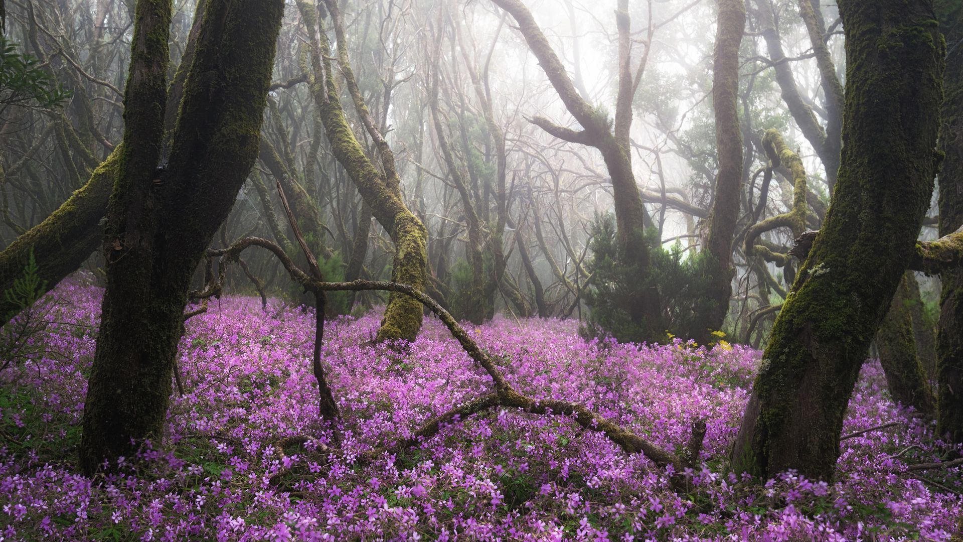 Spezielles Ökosystem – der Garajonay-Nationalpark umfasst 10% der Insel La Gomera.