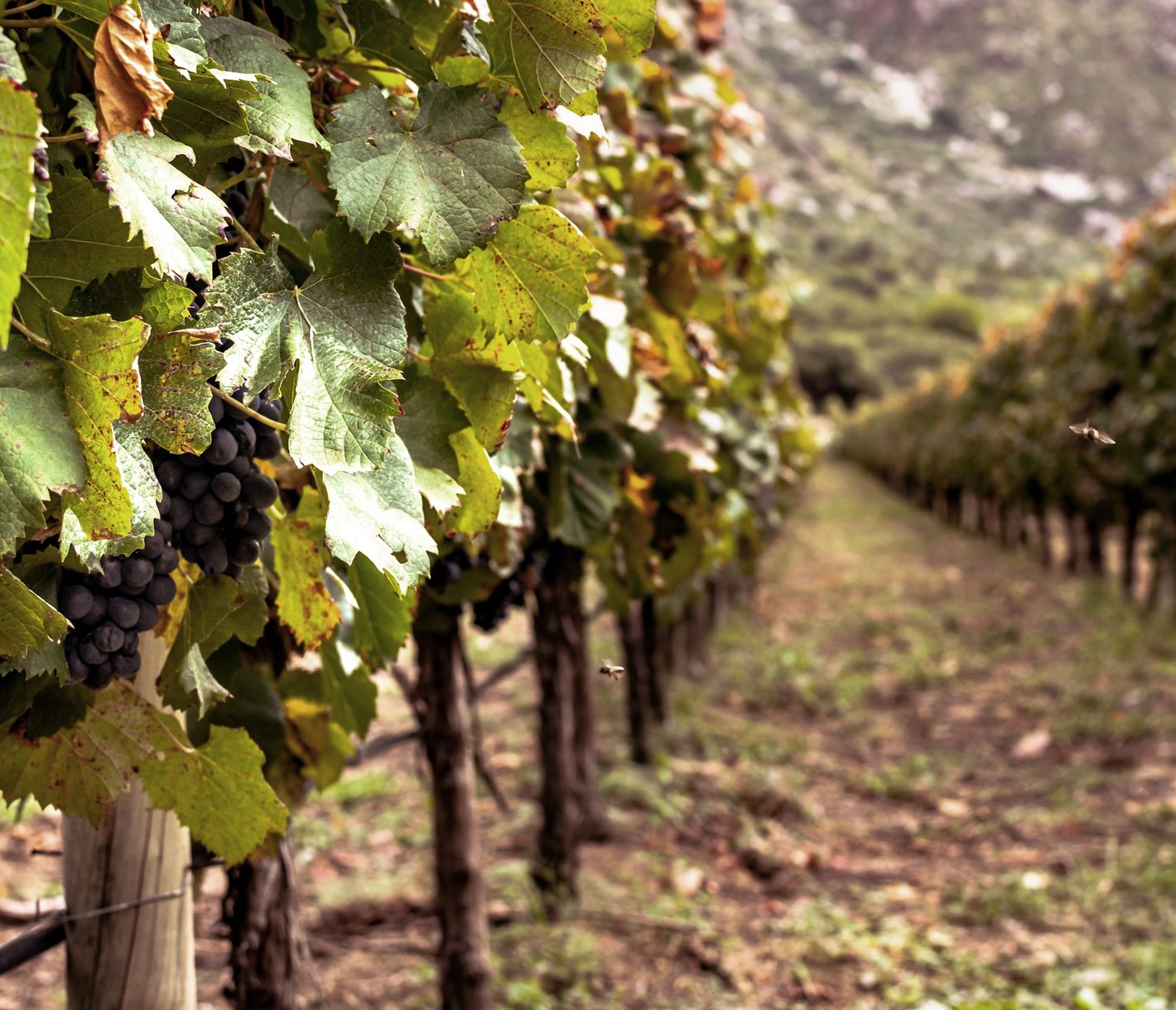 Auf ein Gläschen Wein
