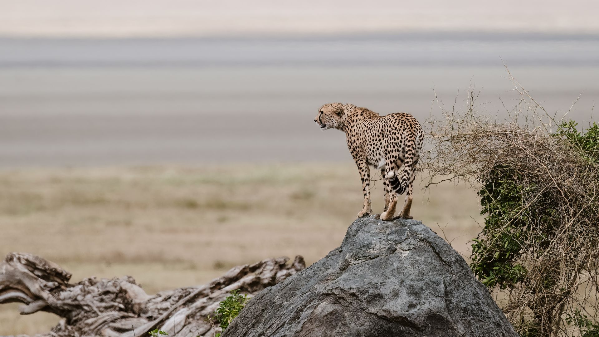Ein Gepard hält Ausschau im Ngorongoro-Krater