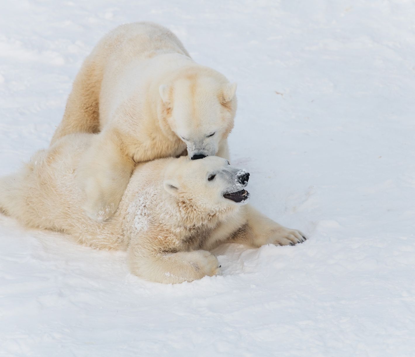 Der Ranua-Wildpark – der nördlichste Tierpark Finnlands