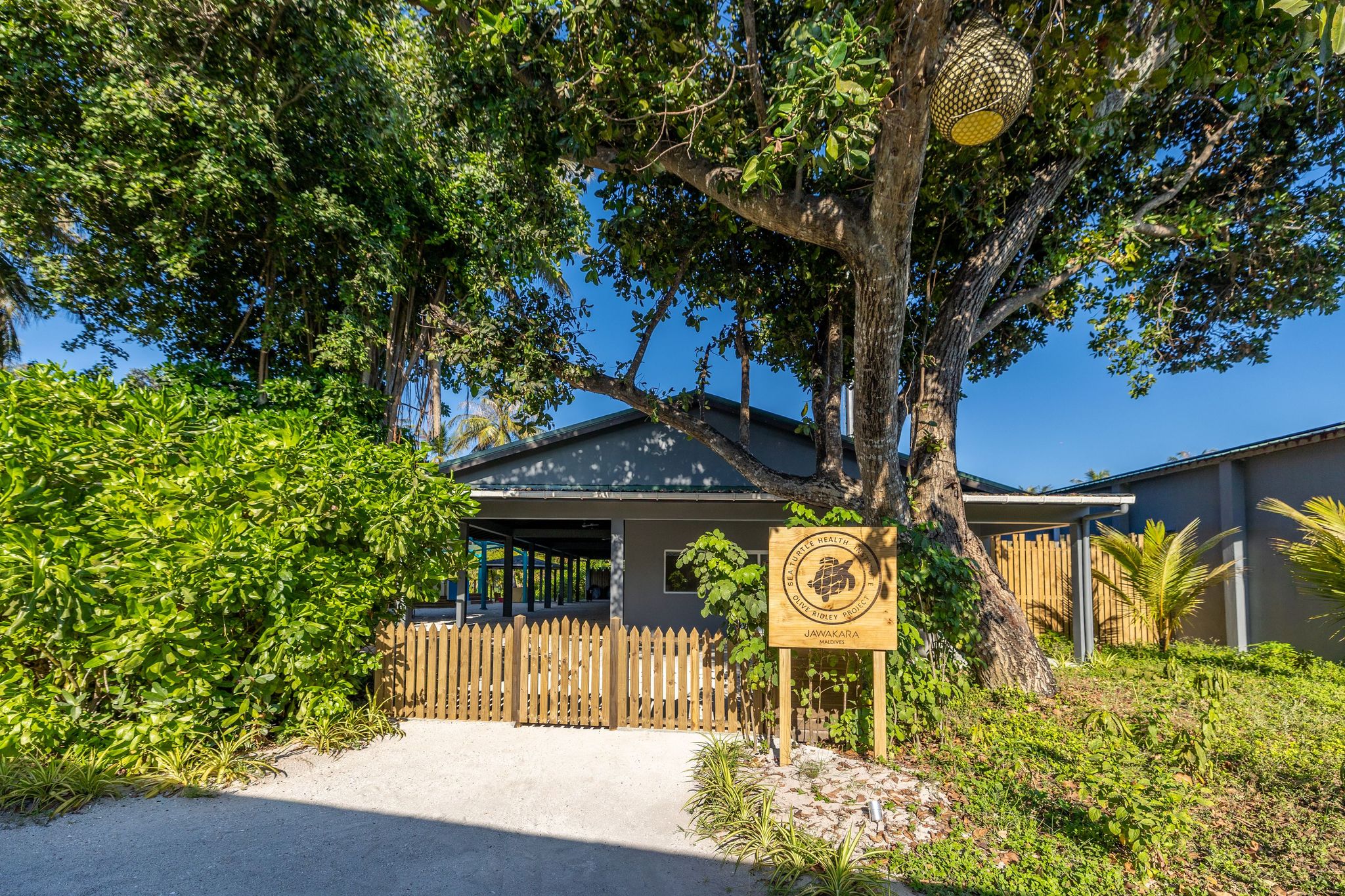 Sea Turtle Health Institute