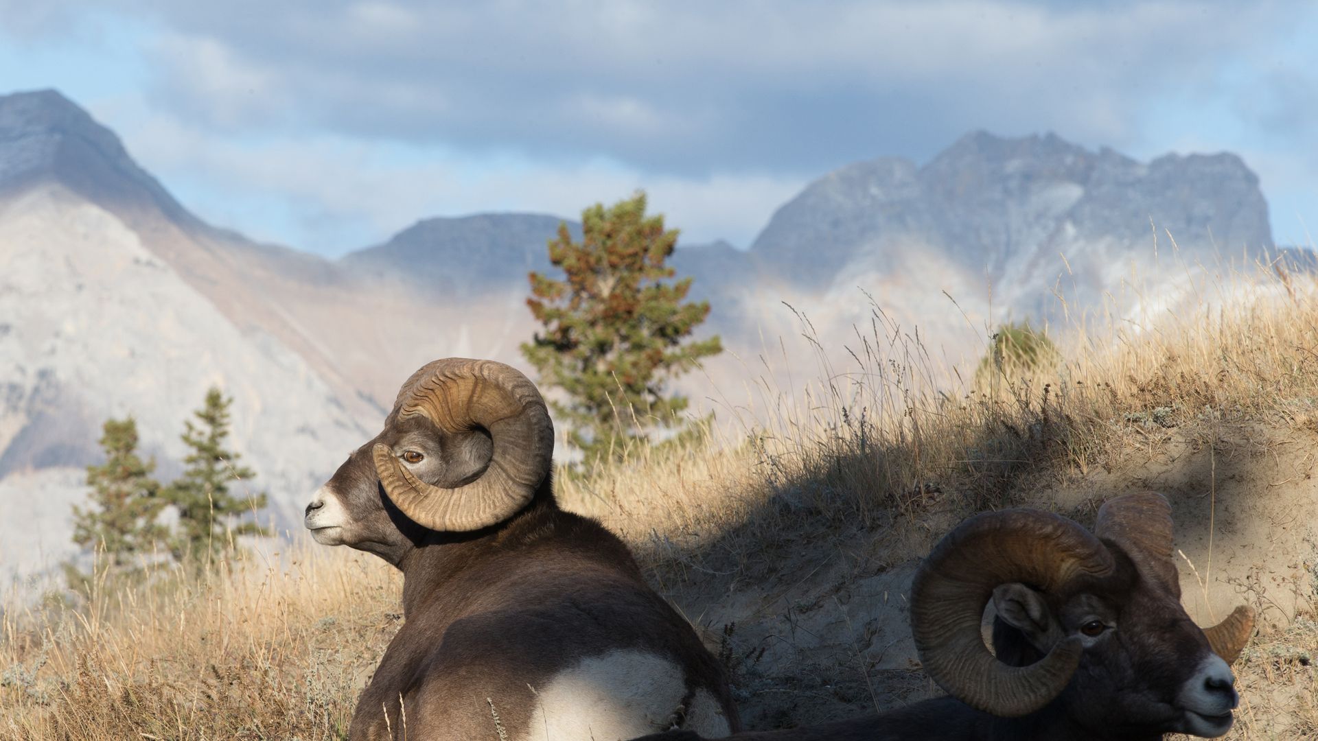 Die Heimat der Dickhornschafe