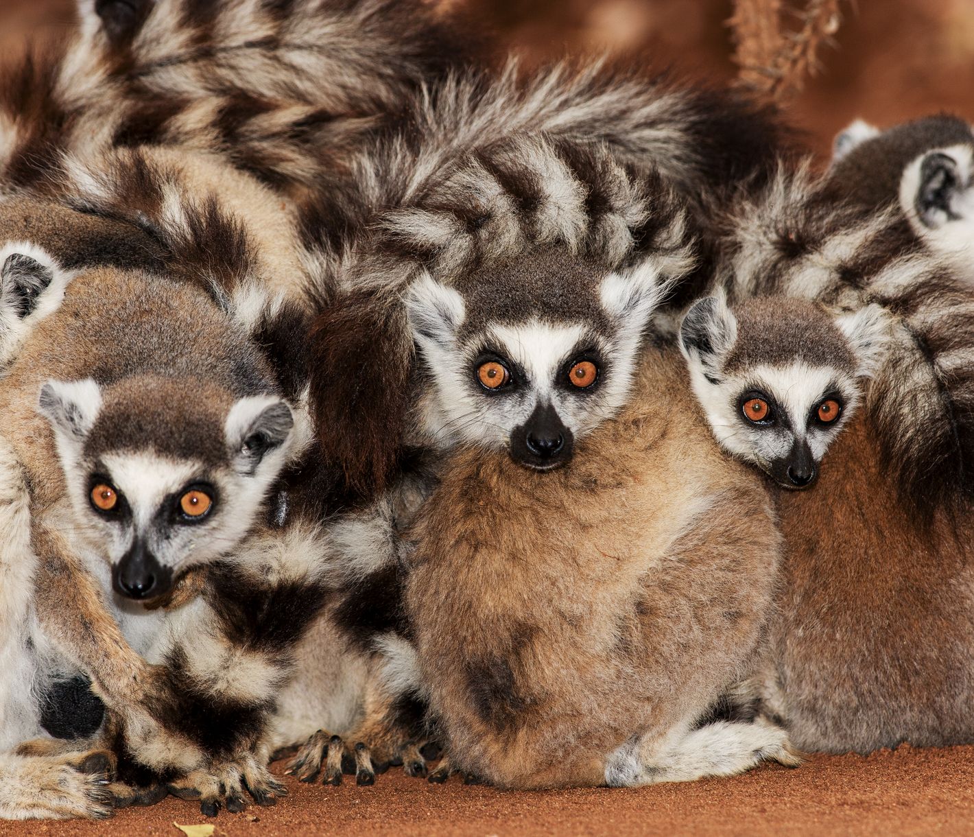 Eine Gruppe von Katta-Lemuren im Peyrieras-Reservat