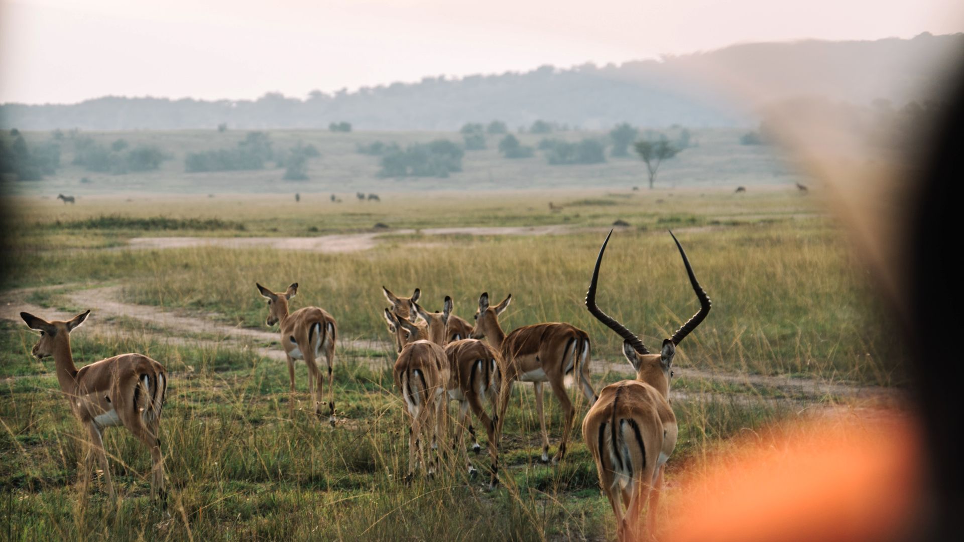 Un troupeau d'impalas dans le Parc National de l'Akagera