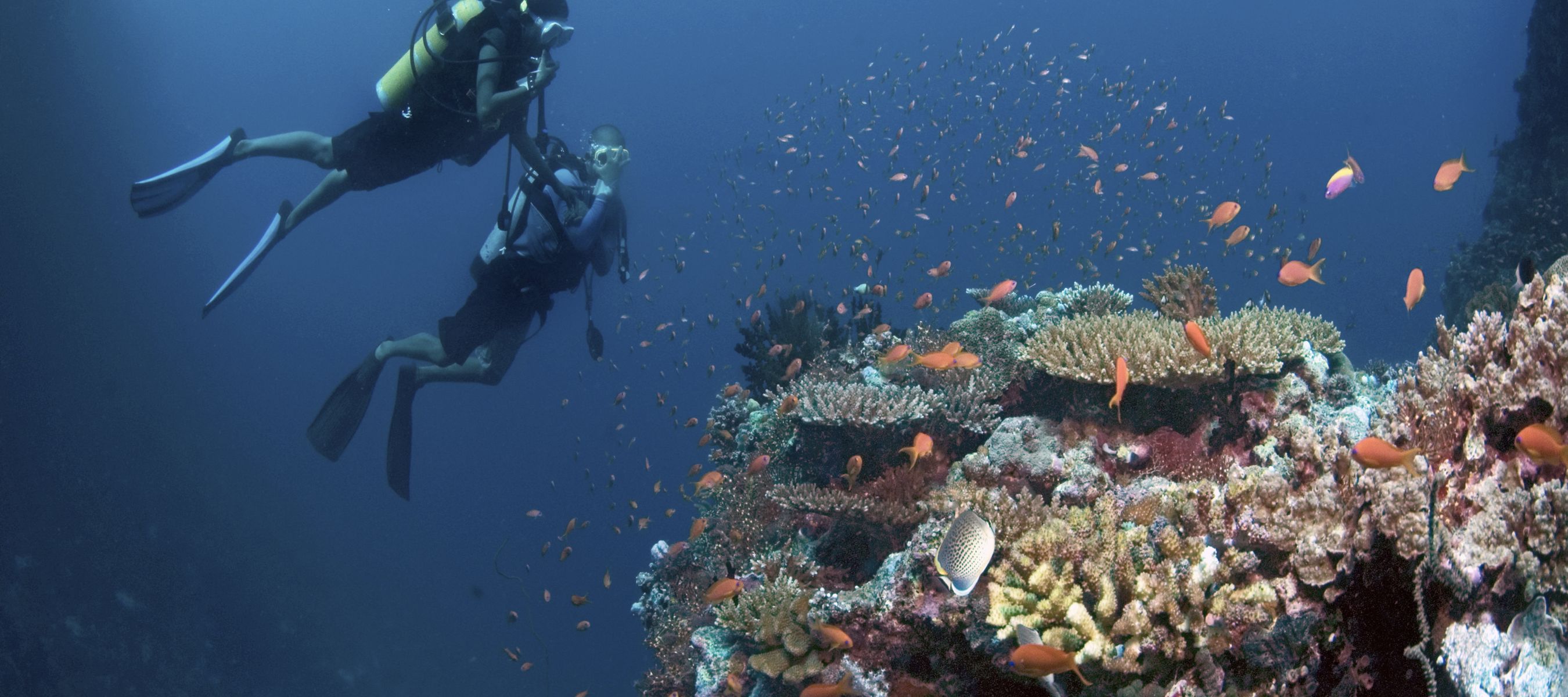 Aussergewöhnliches Taucherlebnis zwischen den Riffen der Malediven