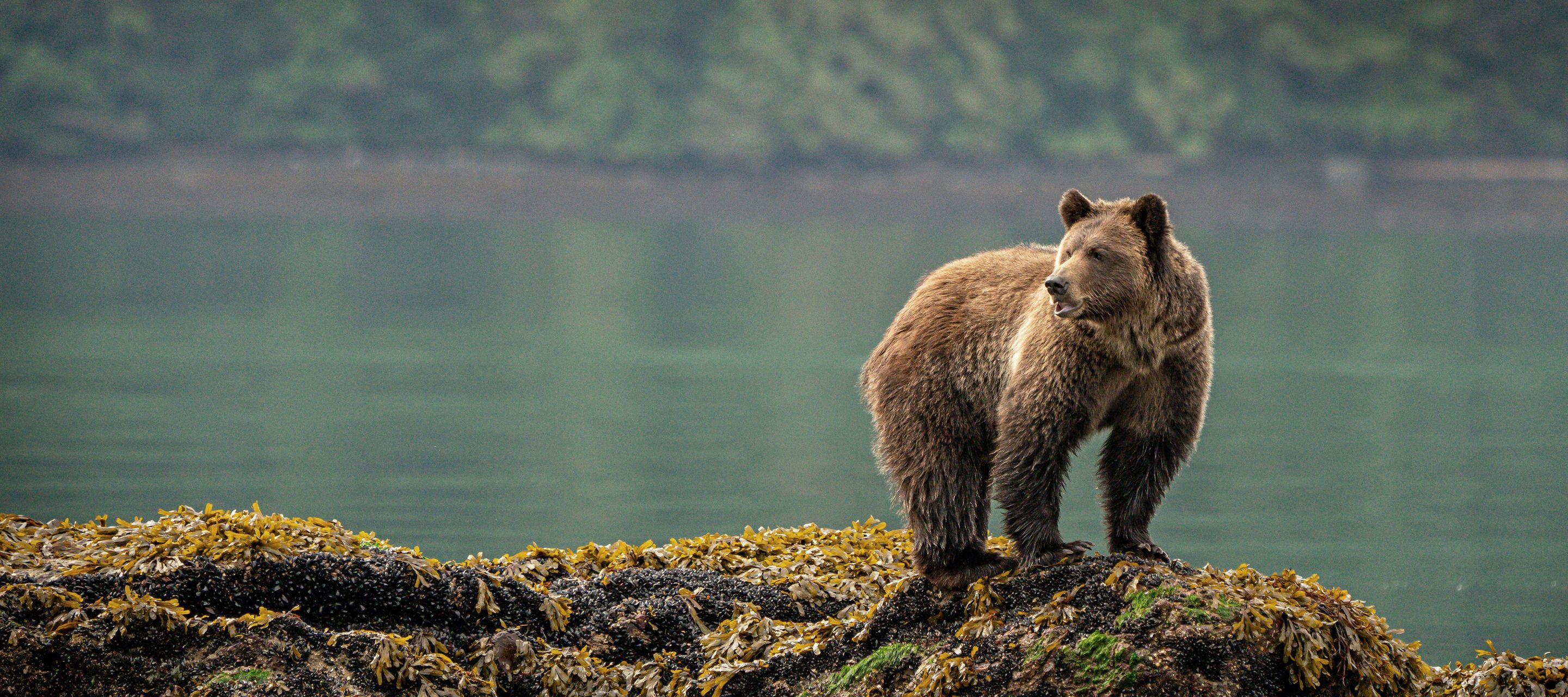 Auge in Auge mit den Bären