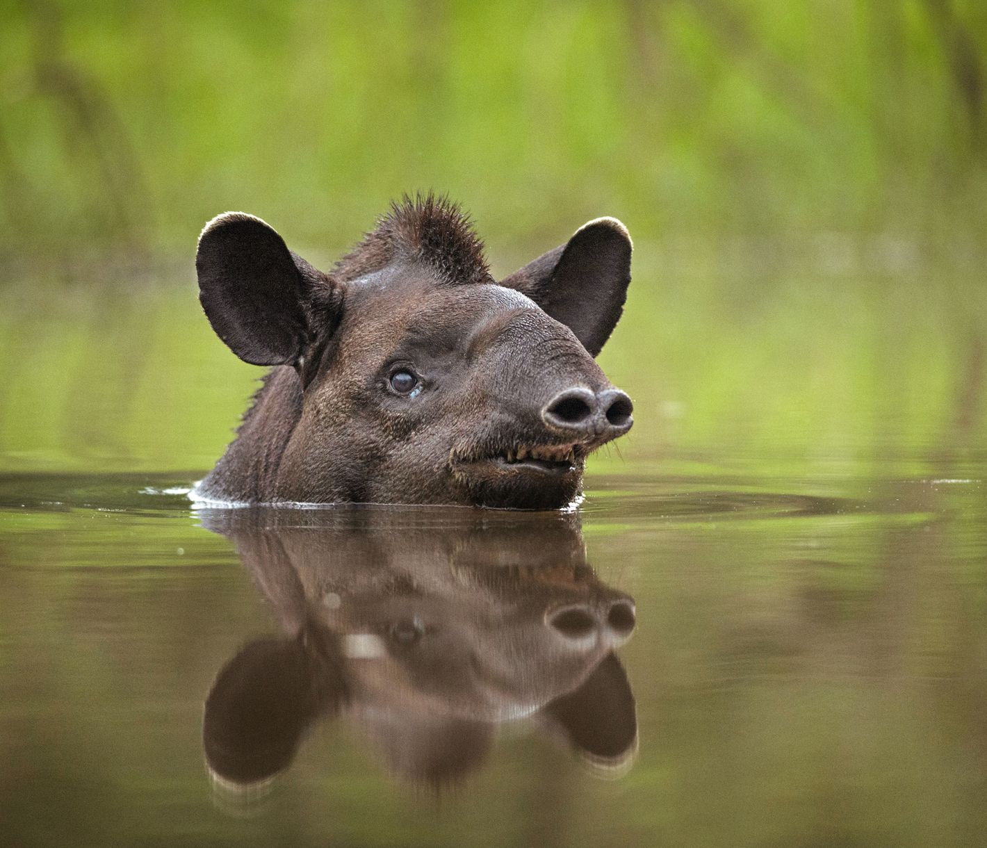 Pantanal, Tapir