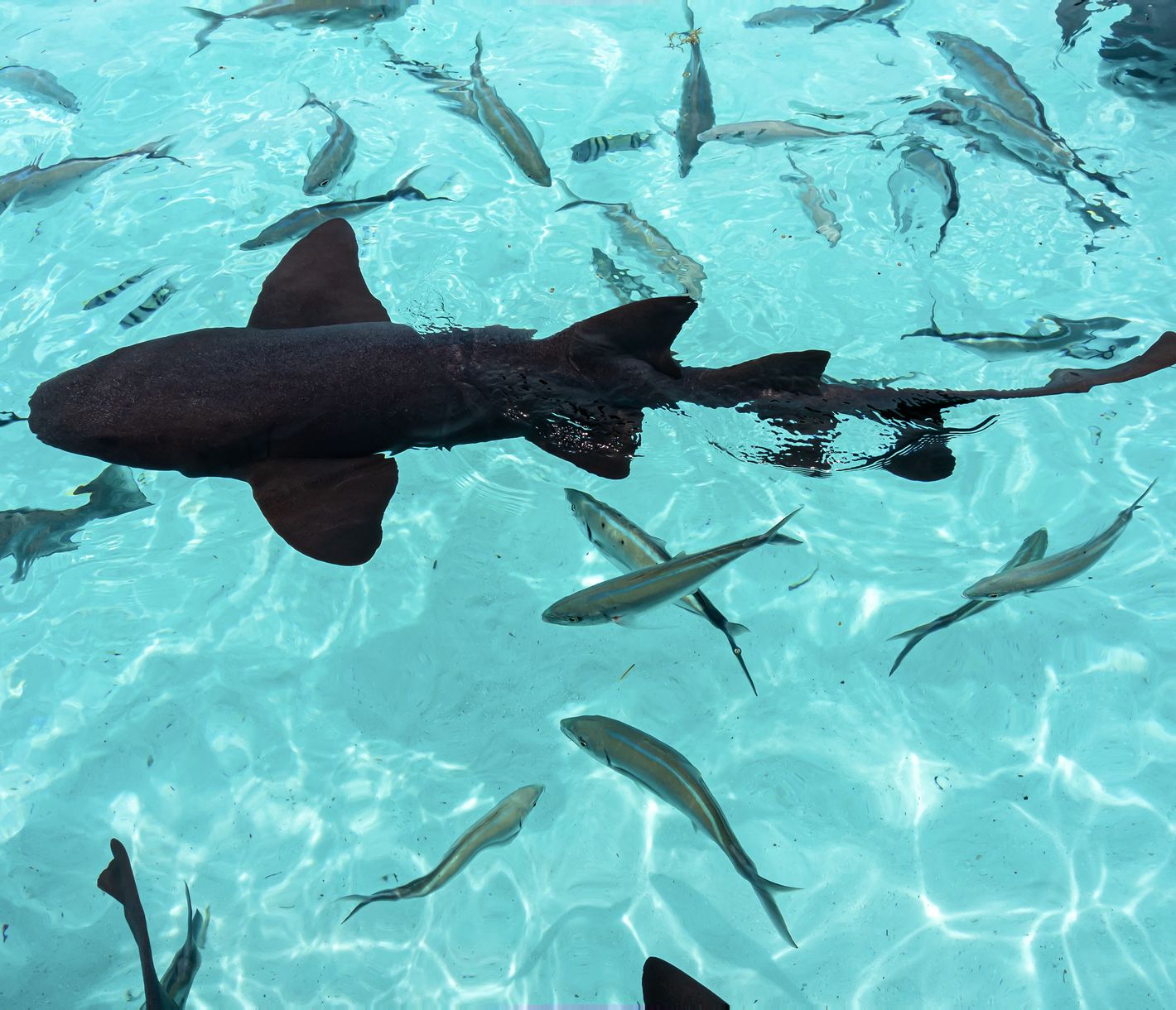 Nurse Sharks bei Compass Cay Exuma