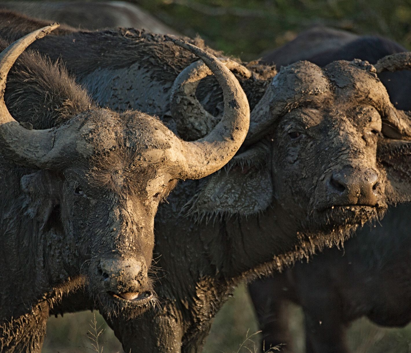 Mit den Büffeln ist nicht zu spassen.