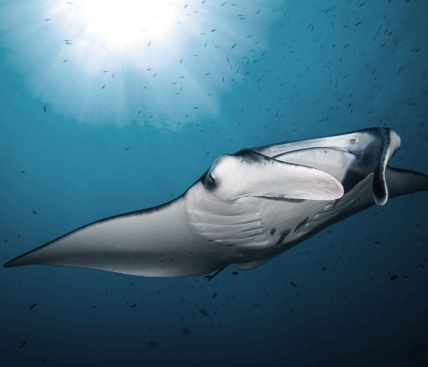 Ein friedlicher Riese auf seiner Reise