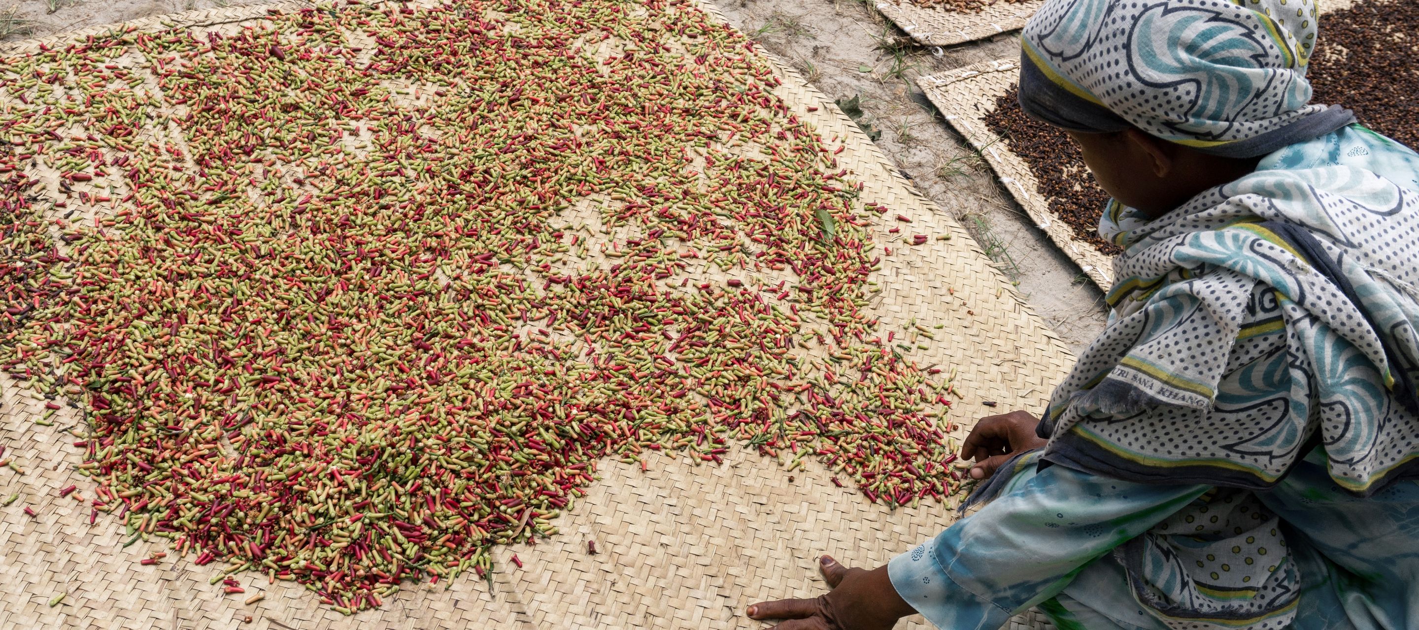 Gewürznelken – früher Hauptexport-Schlager Sansibars