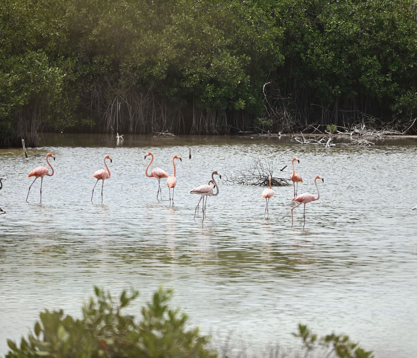 Mehr als nur Flamingos