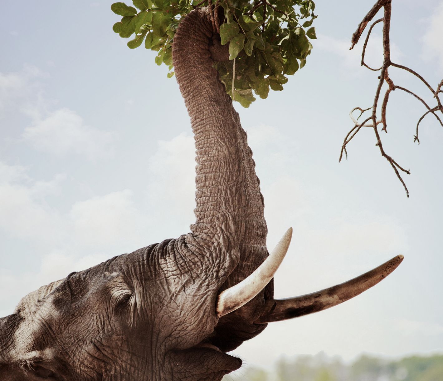 Dieser Elefant holt mit seinem Rüssel Blätter von den Bäumen