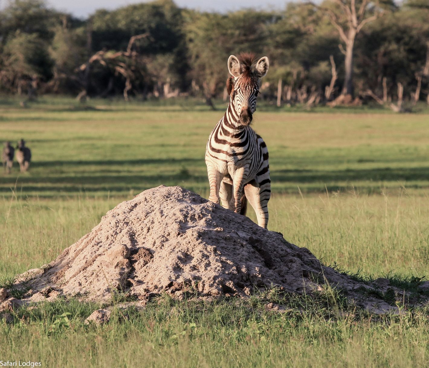 Zebras sind neugierige, aber auch scheue Tiere