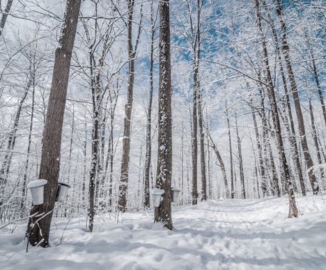 Moment marquant de la fin de l’hiver, la saison des sucres succède à un hiver souvent rigoureux.