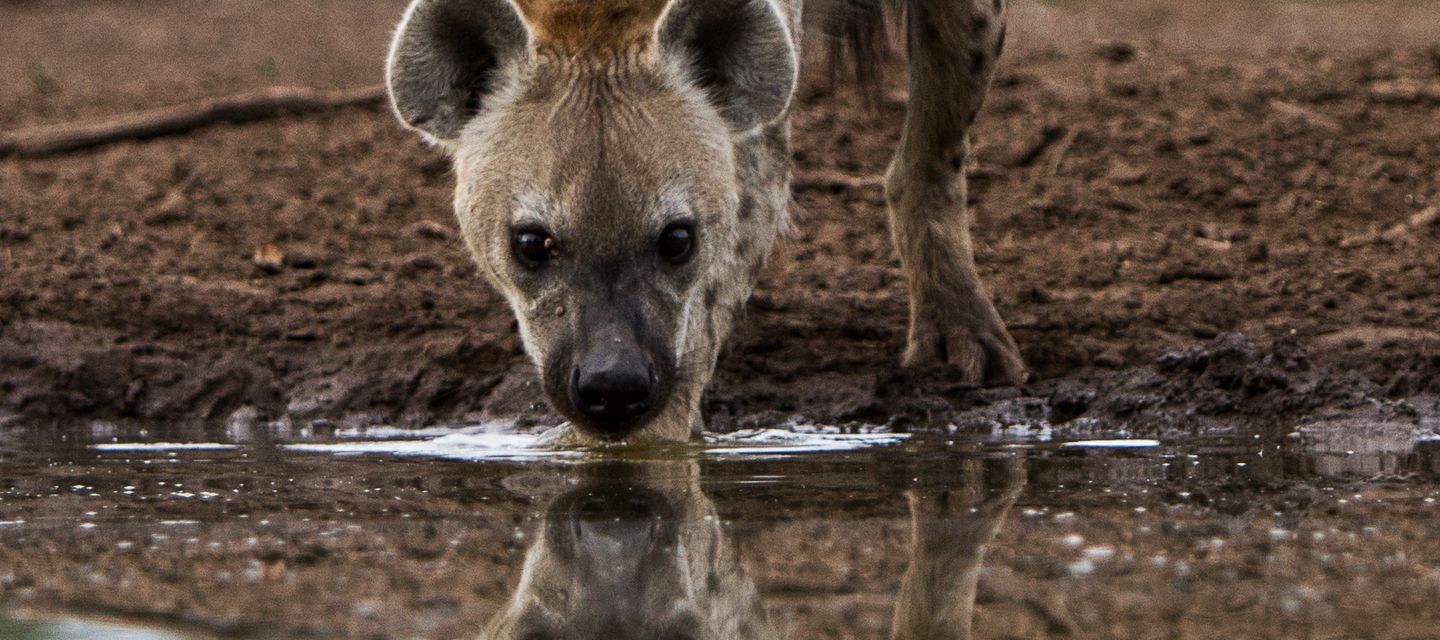 Eine Tüpfelhyäne und ihr Spiegelbild