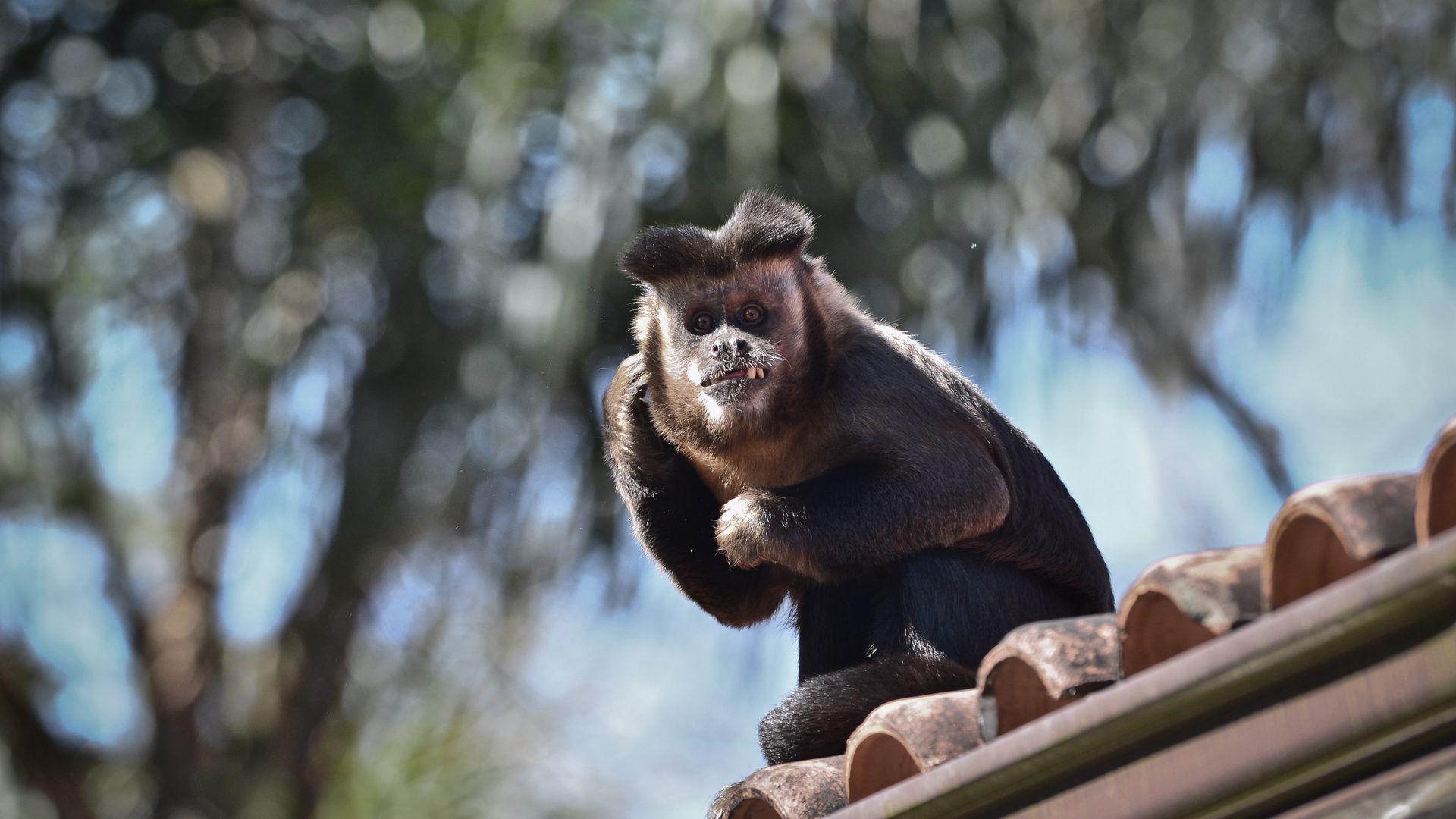 Schwarzer Kapuzineraffe