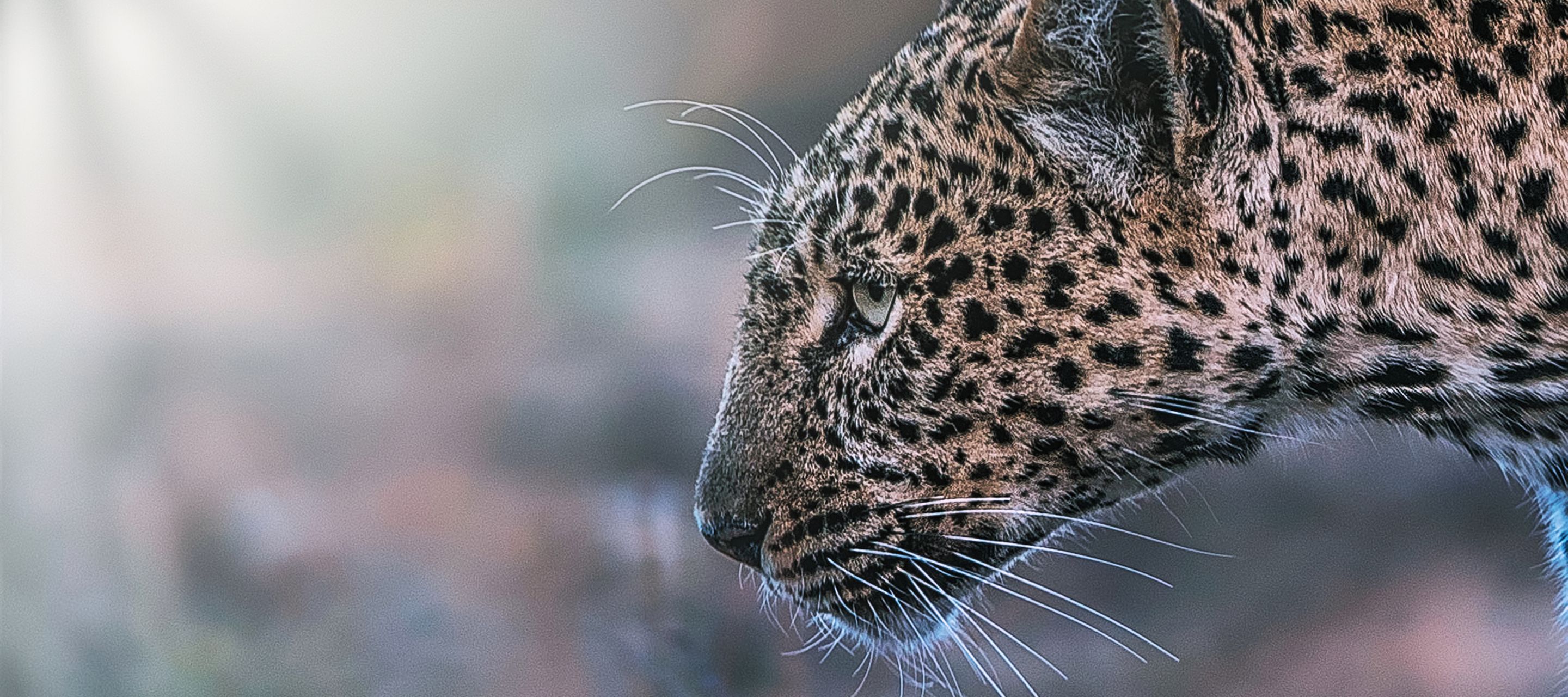 Leopard im Tsavo-Ost-Nationalpark