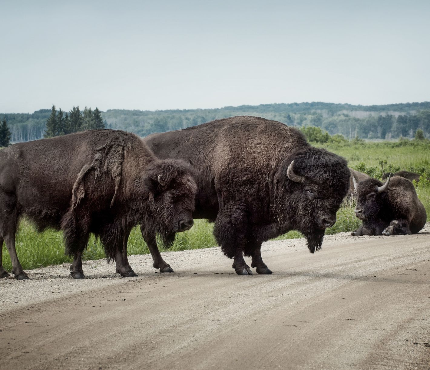 Bisons im Riding Mountain National Park