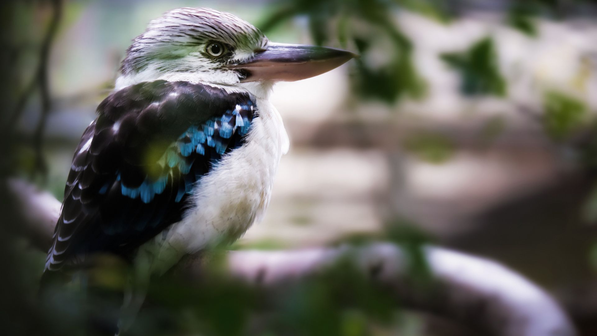 Blauflügelkookaburra