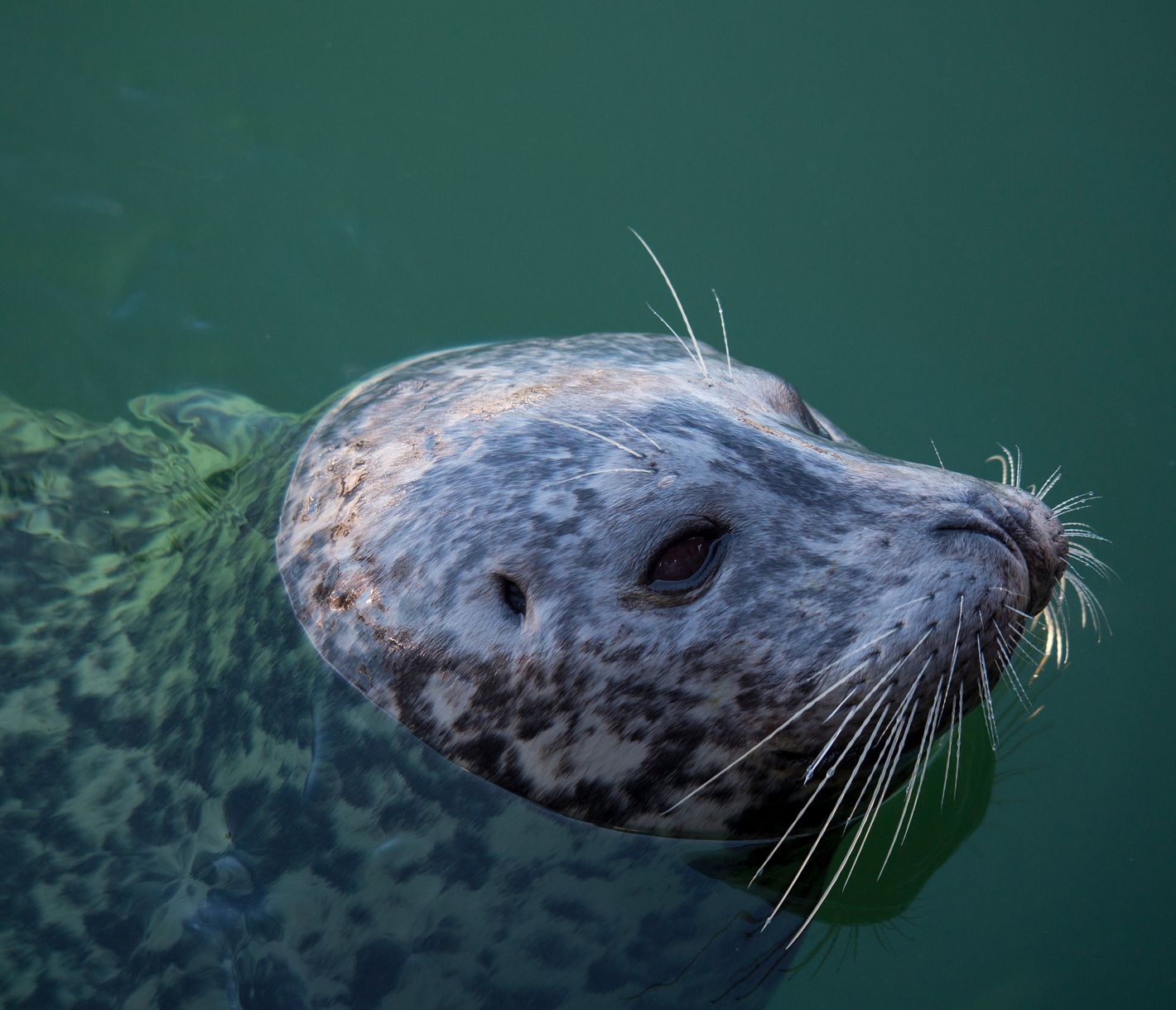 Huch, wer zeigt sich denn hier?