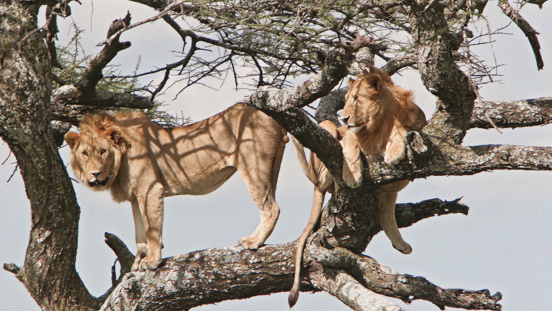 Baumkletternde Löwen im Lake-Manyara-Nationalpark