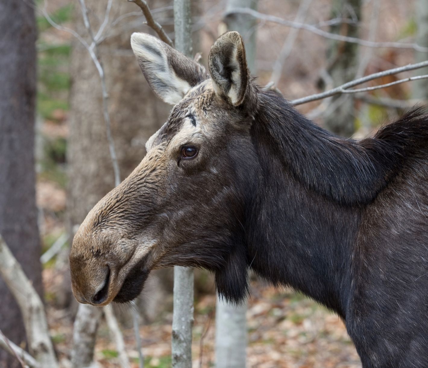 Im Franconia Notch State Park sind Elche eine häufige Erscheinung, da die Region ein ideales Habitat für diese majestätischen Tiere bietet.