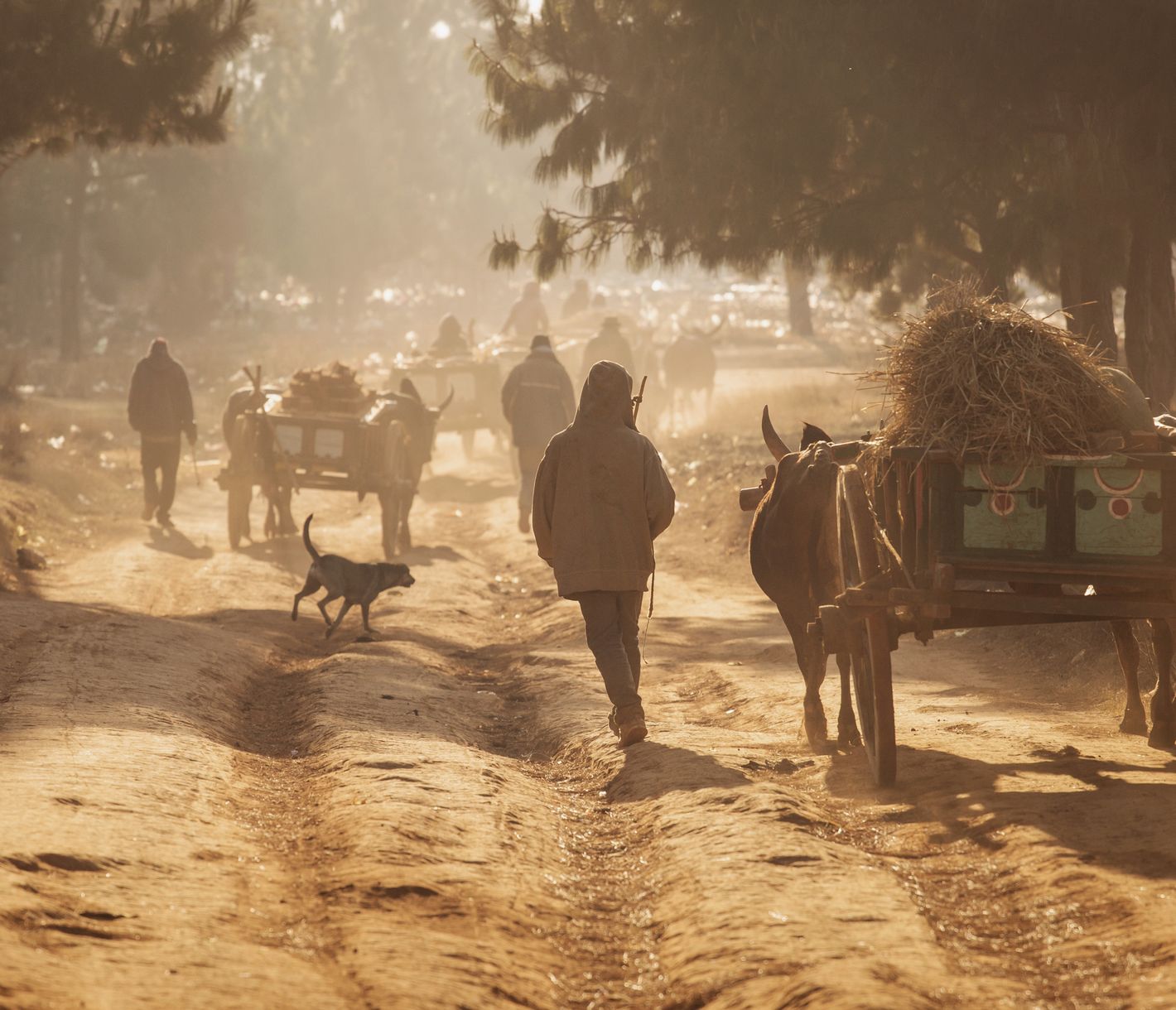 Ein Karren mit Landwirtschaftserzeugnissen wird von Zebus gezogen.