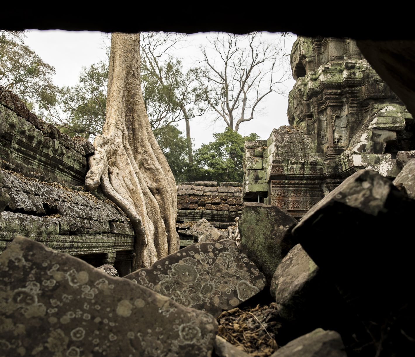 Der Ta-Prohm-Tempel demonstriert ein mystisches Zusammenspiel von Natur und Architektur.