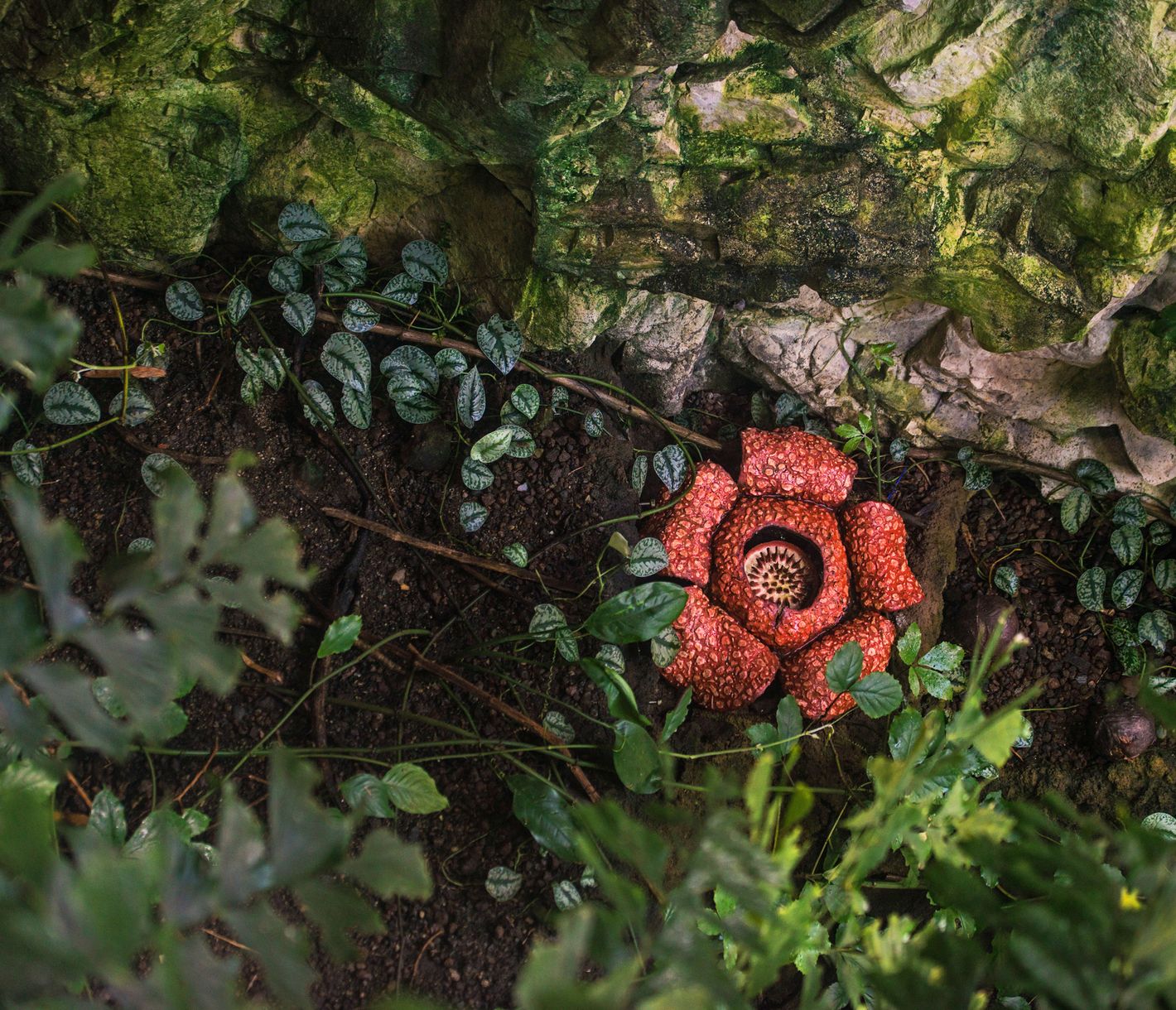 Die grösste Blume der Welt
