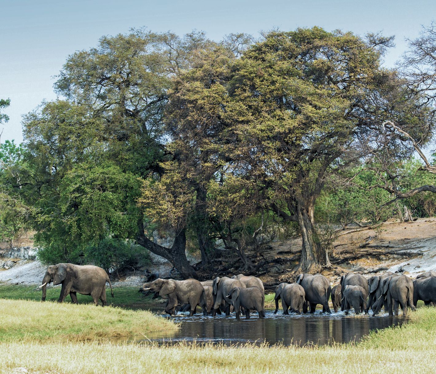 Elefanten-Herden säumen die Chobe Riverfront.