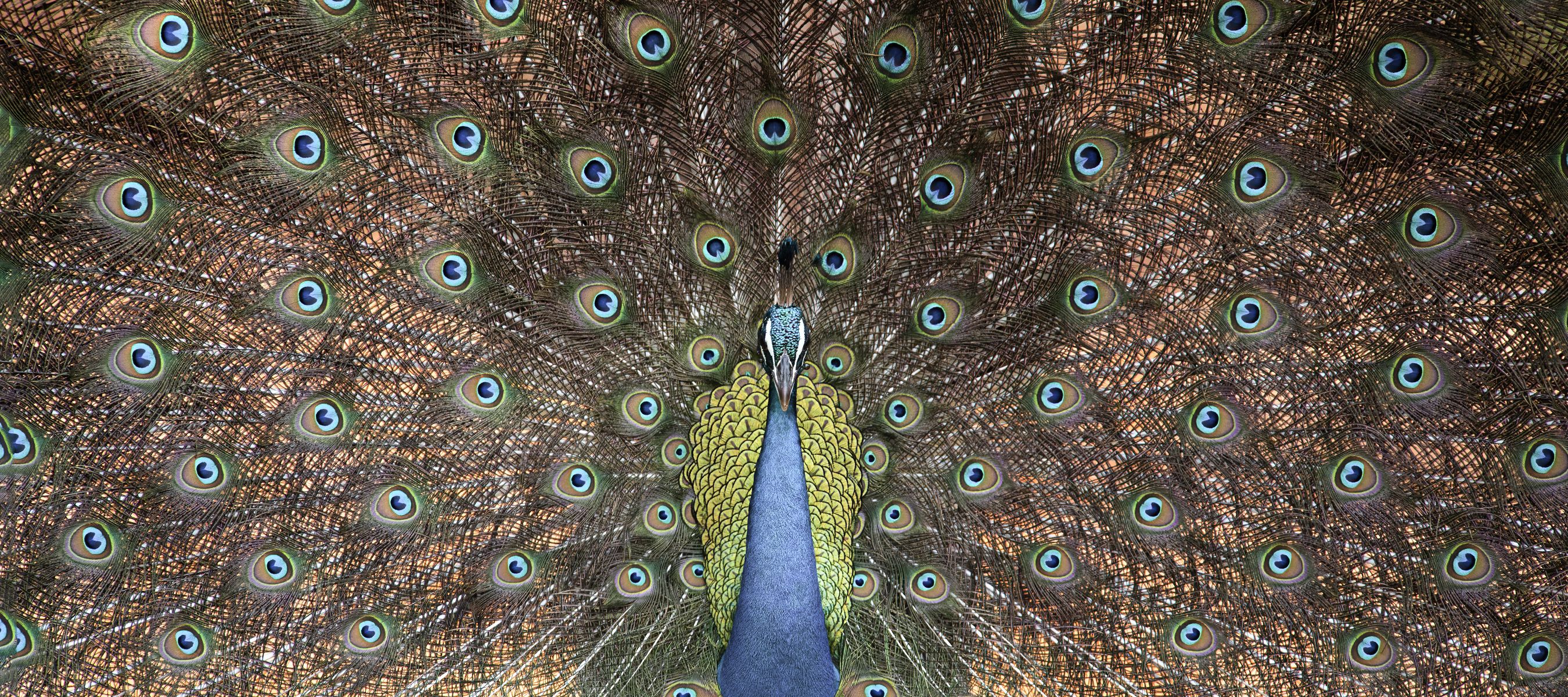 Blauer Pfau mit farbenprächtigem Rad im Yala-Nationalpark