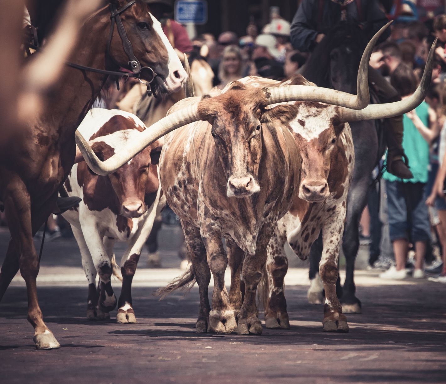 Die Longhorn-Rinder sind ein echtes Wahrzeichen für den Bundestaat Texas.
