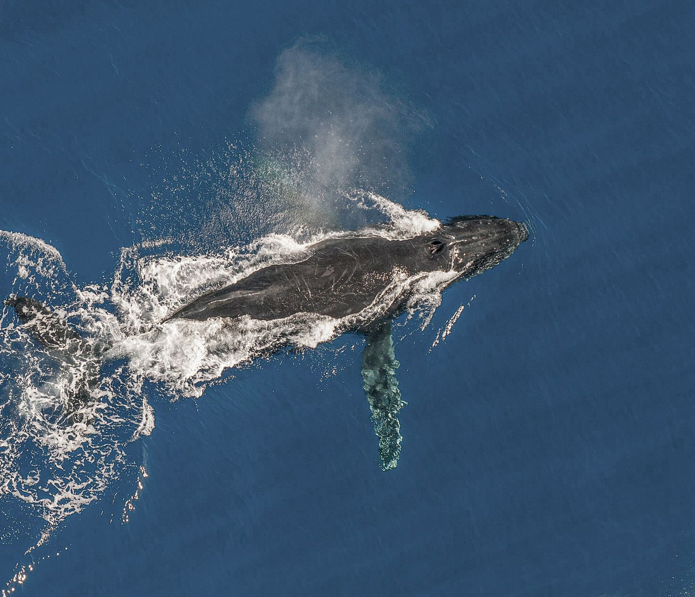 Jedes Jahr ziehen die Buckelwale vor die Küste La Réunions, um sich zu paaren und Junge zu gebären.