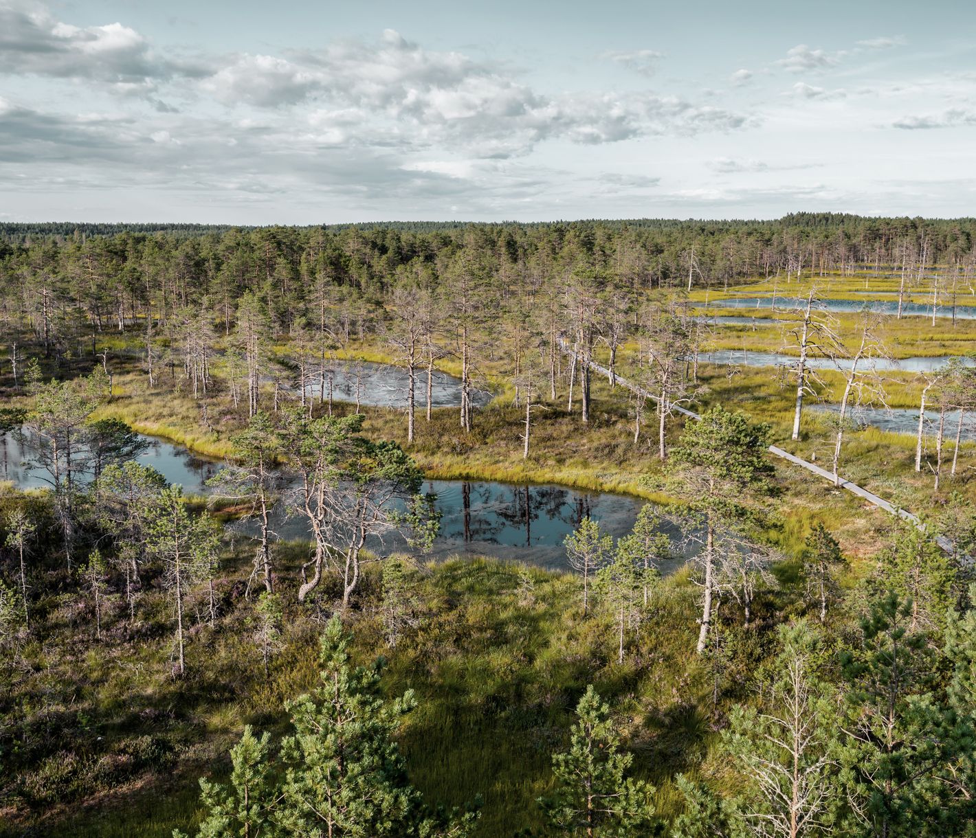 Lahemaa ist eines der bedeutendsten Gebiete Europas zum Schutz der Wälder.