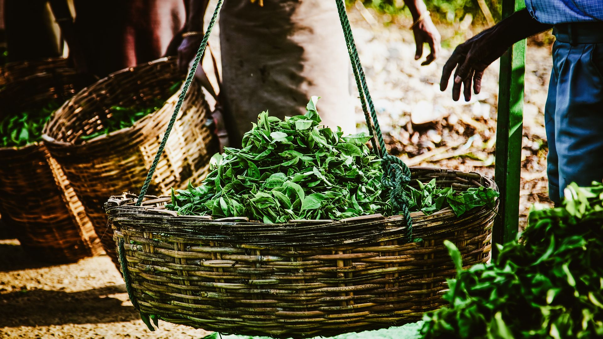 Frische Teeblätter gesammelt in Körben für die weitere Verarbeitung