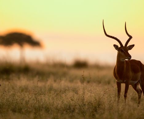 Un impala mâle dans une ambiance de coucher de soleil