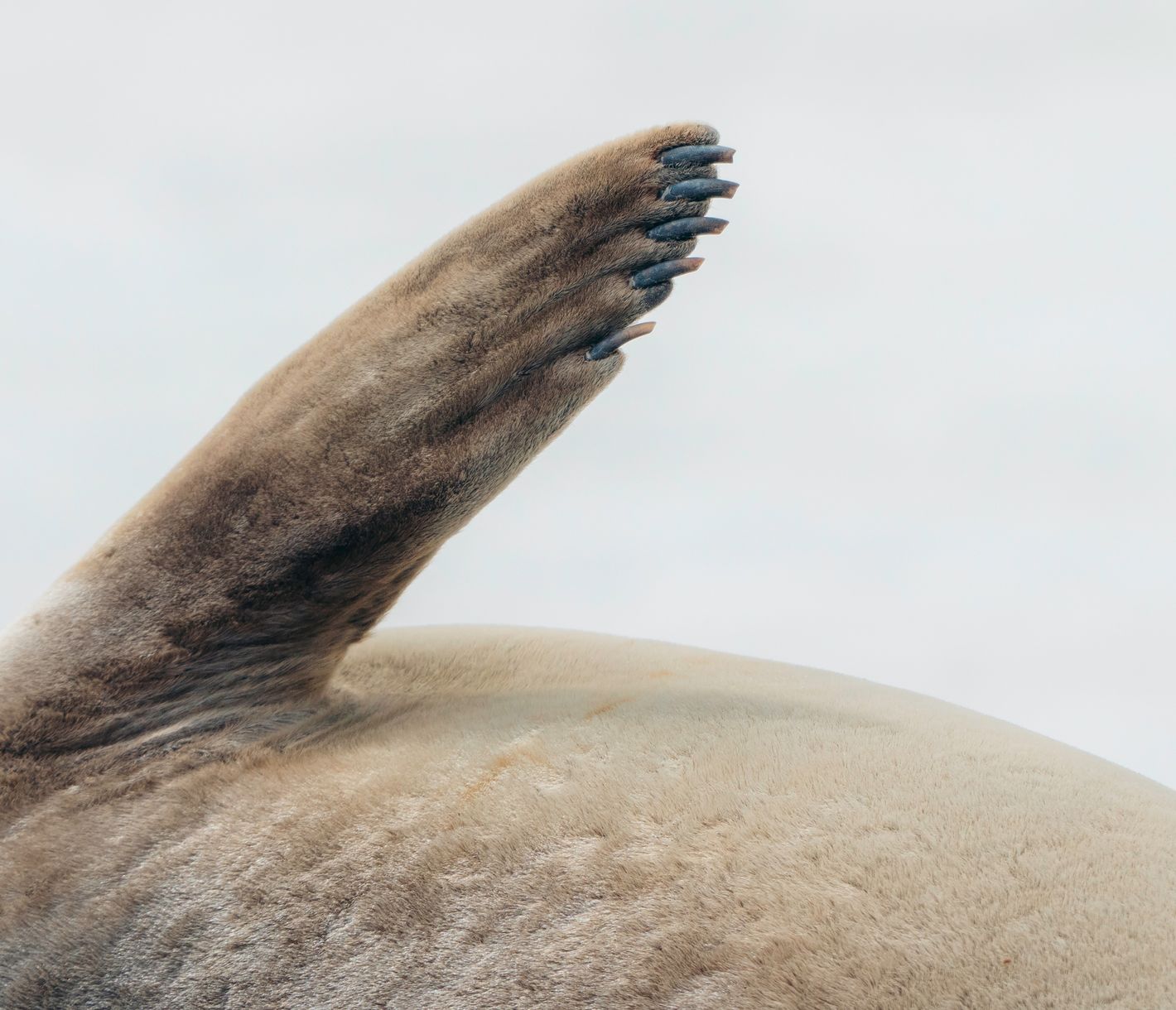 Flosse einer Weddellrobbe