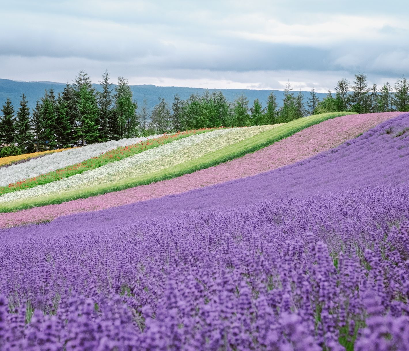 À Furano, l’été se teinte de violet infini.