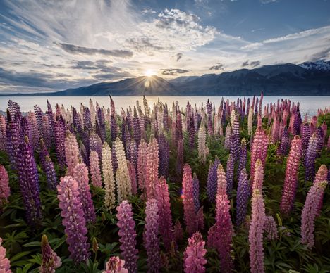 Das Blumenmeer am Lake Tekapo