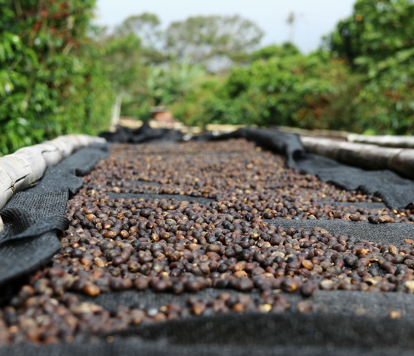 Kaffee-Anbau in der Region Boquete