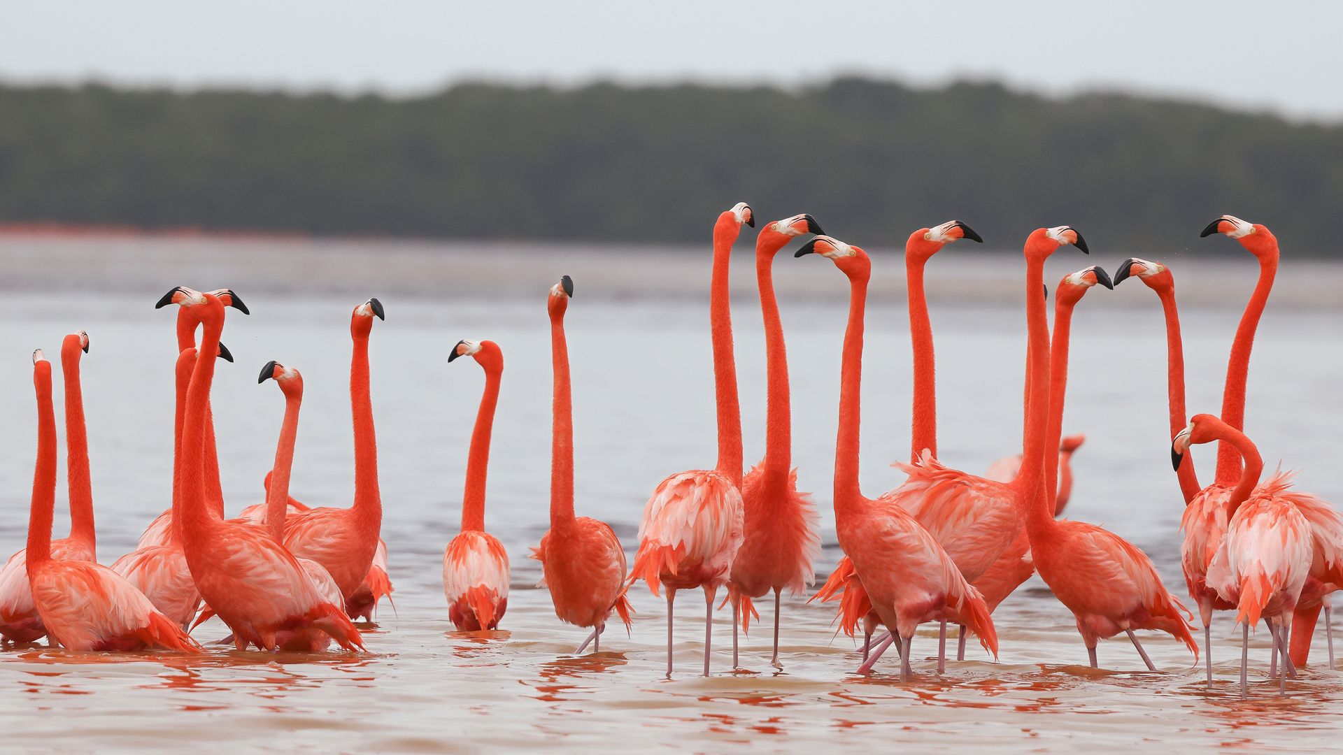 Pinke Flamingos in Celestún