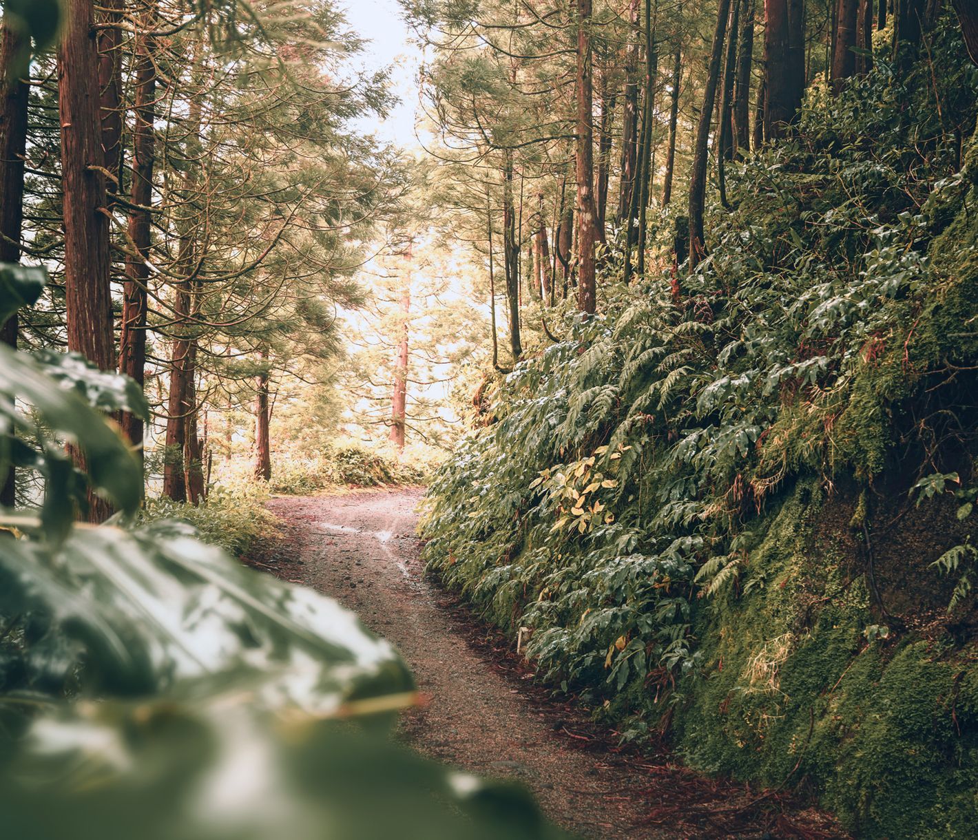 Wanderweg auf der Azoren-Insel São Miguel